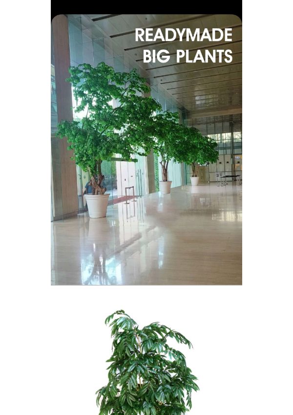 READYMADE BIG PLANTS